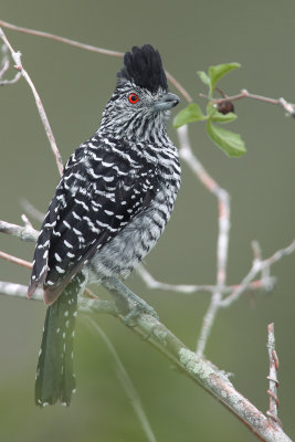 Caatinga Antshrike