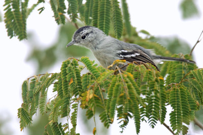 Caatinga Antwren