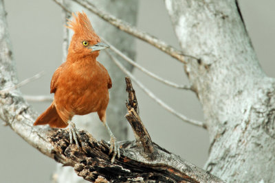 Caatinga Cacholote