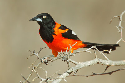 Campo Troupial