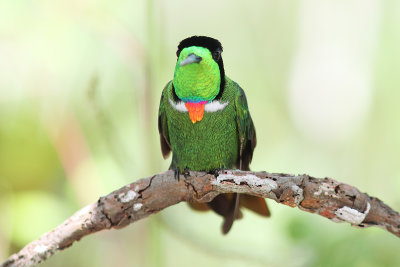 Hooded Visorbearer