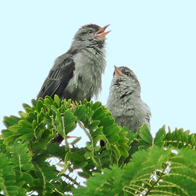 Pink-legged Graveteiro