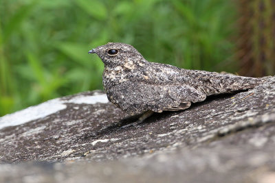 Pygmy Nightjar