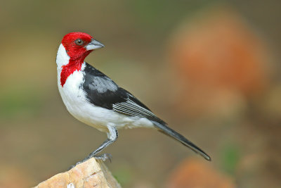 Red-cowled Cardinal