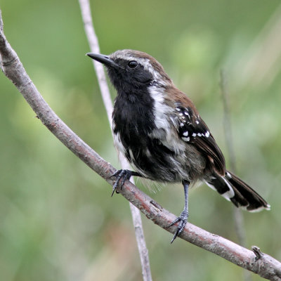 Sincora Antwren