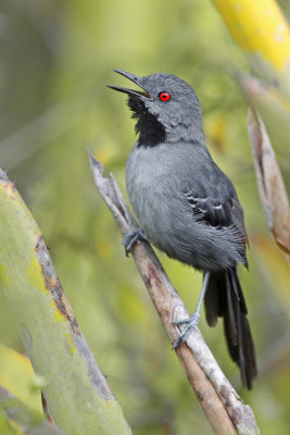 Slender Antbird