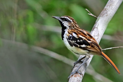 Stripe-backed Antbird