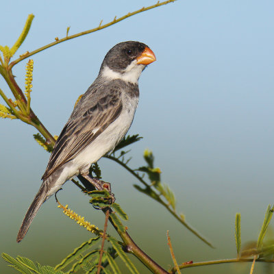 Southern Bahia State