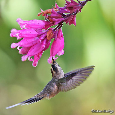 Hummingbirds  BRAZIL