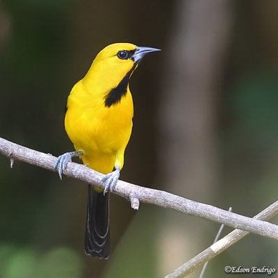 Yellow Oriole