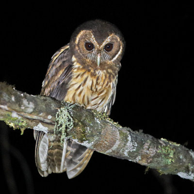 Mottled Owl