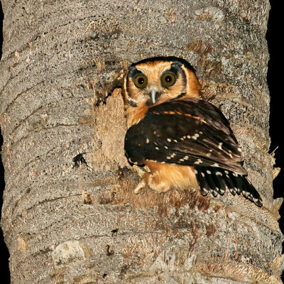 Buff-fronted Owl (NEST)