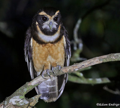 Tawny-browed Owl