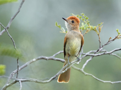 Ash-throated Casiornis