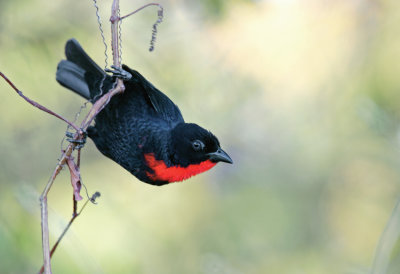 Scarlet-throated Tanager