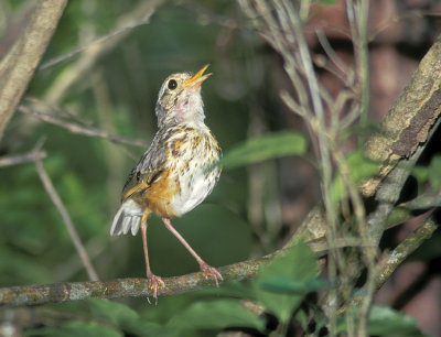 White-browed Antpitta