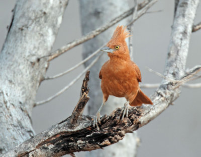 Caatinga Cacholote