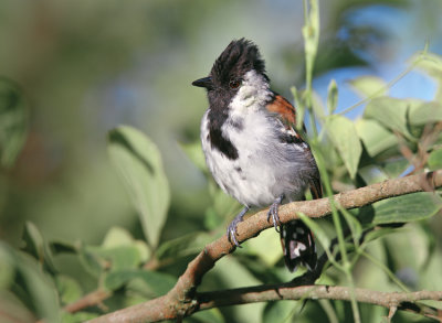 Silvery-cheeked Antshrike