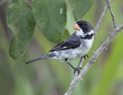 White-throated Seedeater