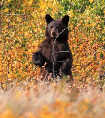 bear10.jpg