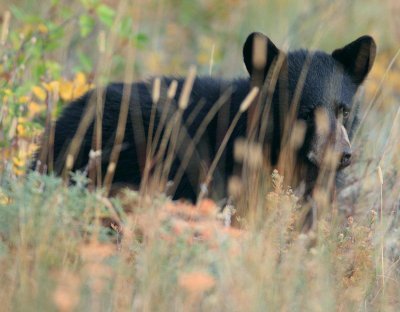 bear12.jpg