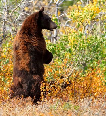 bear13.jpg