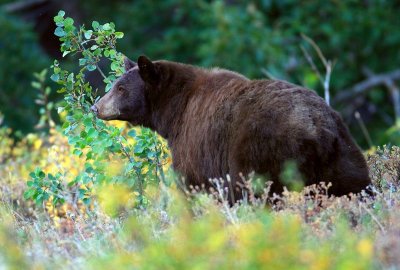 bear3.jpg