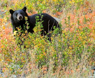bear6.jpg