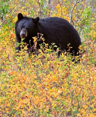 bear7.jpg