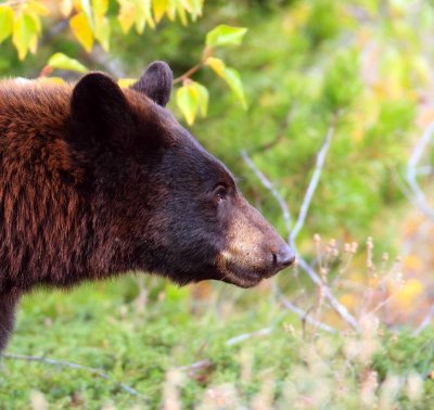 bear9.jpg