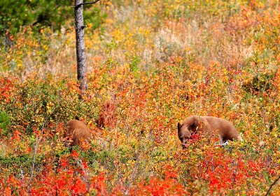 bear11.jpg