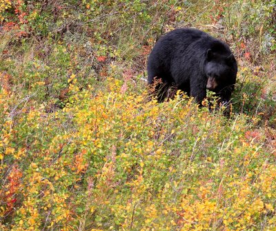 bear3.jpg