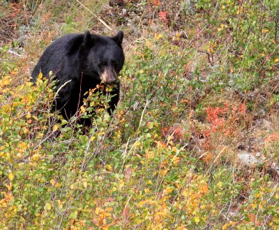 bear4.jpg