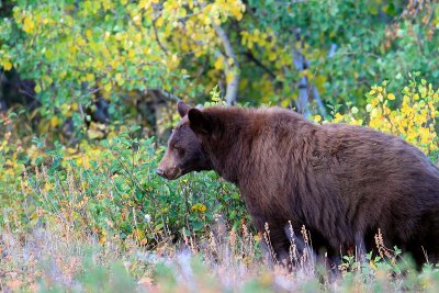 bear6.jpg