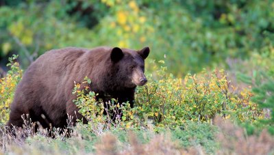 bear7.jpg