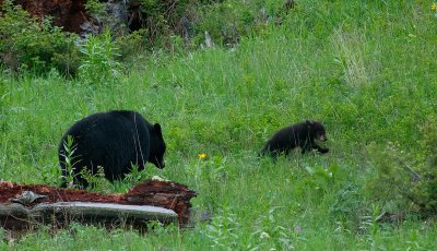 bearcub.jpg