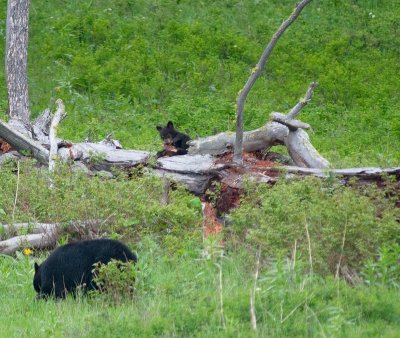 bearcub3.jpg