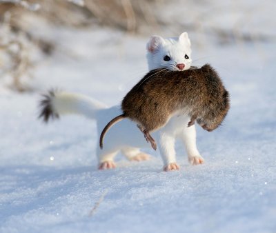 ermine.jpg