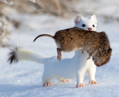 ermine3.jpg