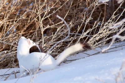 ermine4.jpg