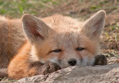 fox3.jpg