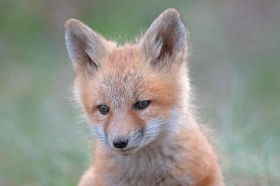 fox4.jpg