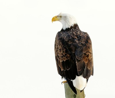 eagle24.jpg