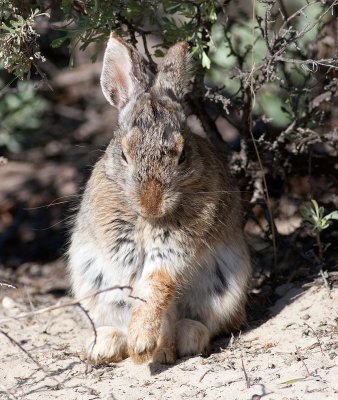 Cottontail2.jpg