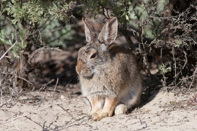 Cottontail3.jpg