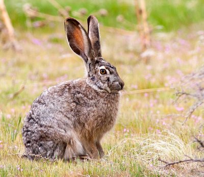 jackrabbit.jpg