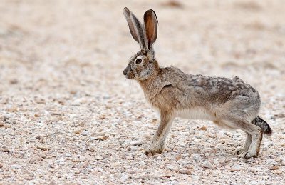 jackrabbit2.jpg