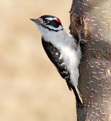 woodpecker4.jpg