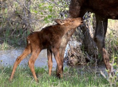 calf1.jpg