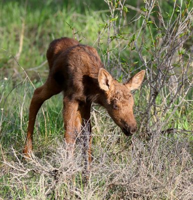 calf12.jpg